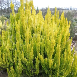 Image Credit: ©2025 John Richards Nurseries Ltd